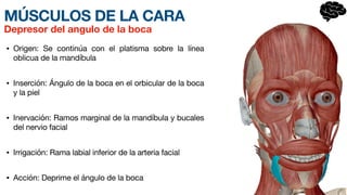 MÚSCULOS DE LA CARA
• Origen: Se continúa con el plati
s­
ma sobre la línea
oblicua de la mandíbula
• Inserción: Ángulo de la boca en el orbicular de la boca
y la piel
• Inervación: Ramos marginal de la mandíbula y bucales
del nervio facial
• Irrigación: Rama labial inferior de la arteria facial
• Acción: Deprime el ángulo de la boca
Depresor del angulo de la boca
 
