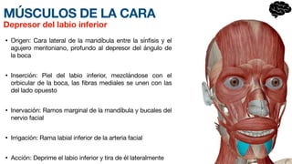 MÚSCULOS DE LA CARA
• Origen: Cara lateral de la mand
í­
bula entre la sínfisis y el
agujero mentoniano, profundo al depresor del ángulo de
la boca
• Inserción: Piel del labio inf
e­
rior, mezclándose con el
orbicular de la boca, las fibras mediales se unen con las
del lado opuesto
• Inervación: Ramos marginal de la mandíbula y bucales del
nervio facial
• Irrigación: Rama labial inferior de la arteria facial
• Acción: Deprime el labio inferior y tira de él lateralmente
Depresor del labio inferior
 