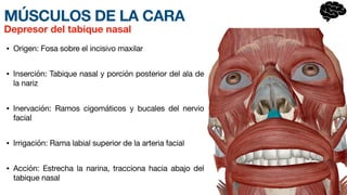 MÚSCULOS DE LA CARA
• Origen: Fosa sobre el incisivo maxilar
• Inserción: Tabique nasal y porción posterior del ala de
la nariz
• Inervación: Ramos cigomáticos y bucales del nervio
facial
• Irrigación: Rama labial superior de la arteria facial
• Acción: Estrecha la narina, tracciona hacia abajo del
tabique nasal
Depresor del tabique nasal
 