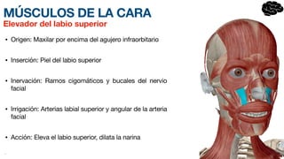 MÚSCULOS DE LA CARA
• Origen: Maxilar por encima del agujero infraorbitario
• Inserción: Piel del labio sup
e­
rior
• Inervación: Ramos cigomáticos y bucales del nervio
facial
• Irrigación: Arterias labial superior y angular de la arteria
facial
• Acción: Eleva el labio sup
e­
rior, dilata la narina
•
Elevador del labio superior
 