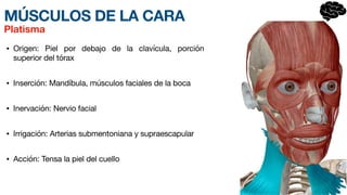 MÚSCULOS DE LA CARA
• Origen: Piel por debajo de la clavícula, porción
superior del tórax
• Inserción: Mandíbula, músc
u­
los faciales de la boca
• Inervación: Nervio facial
• Irrigación: Arterias submentoniana y supraescapular
• Acción: Tensa la piel del cuello
Platisma
 