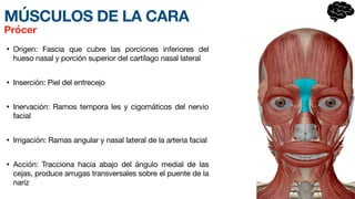 MÚSCULOS DE LA CARA
• Origen: Fascia que cubre las porciones inferiores del
hueso nasal y porción superior del cartílago nasal lateral
• Inserción: Piel del entrecejo
• Inervación: Ramos tempor
a­
les y cigomáticos del nervio
facial
• Irrigación: Ramas angular y nasal lateral de la arteria facial
• Acción: Tracciona hacia ab
a­
jo del ángulo m
e­
dial de las
cejas, produce arrugas transversales sobre el puente de la
nariz
Prócer
 