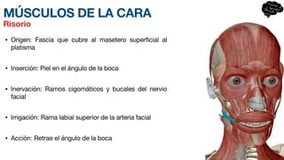MÚSCULOS DE LA CARA
• Origen: Fascia que cubre al masetero superficial al
platisma
• Inserción: Piel en el ángulo de la boca
• Inervación: Ramos cigomáticos y bucales del nervio
facial
• Irrigación: Rama labial superior de la arteria facial
• Acción: Retrae el ángulo de la boca
Risorio
 