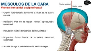 MÚSCULOS DE LA CARA
• Origen: Aponeurosis epicraneal a nivel de la sutura
coronal
• Inserción: Piel de la región frontal, apone
u­
rosis
epicraneal
• Inervación: Ramos tempor
a­
les del nervio facial
• Irrigación: Rama frontal de la arteria temporal
superficial
• Acción: Arruga la piel de la frente, eleva las cejas
Vientre frontal del occipitofrontal
Vientre occipital
Vientre frontal
 