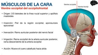 MÚSCULOS DE LA CARA
• Origen: 2/3 laterales de la línea nucal superior y apófisis
mastoides
• Inserción: Piel de la región occipital, ap
o­
neurosis
epicraneal
• Inervación: Ramo auricular posterior del nervio facial
• Irrigación: Rama occipital de la arteria auricular posterior,
rama desce
n­
dente de la arteria occipital
• Acción: Mueve el cuero c
a­
belludo hacia atrás
•
Vientre occipital del occipitofrontal
Vientre occipital
Vientre frontal
 