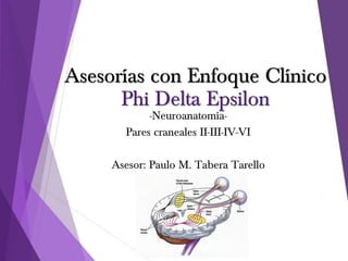 Asesorías con Enfoque Clínico
      Phi Delta Epsilon
            -Neuroanatomía-
       Pares craneales II-III-IV-VI

     Asesor: Paulo M. Tabera Tarello
 