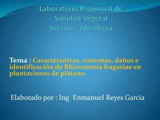 Tema : Características, síntomas, daños e
identificación de Rhizoctonia fragariae en
plantaciones de plátano.
Elaborado por : Ing Enmanuel Reyes García
 