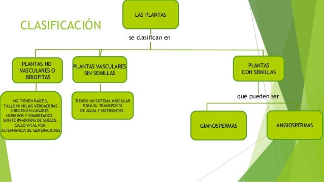 Tipos de plantas y clasificación Tipos de plantas y clasificación