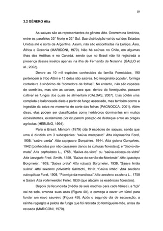 10
3.2 GÊNERO Atta
As saúvas são as representantes do gênero Atta. Ocorrem na América,
entre os paralelos 33° Norte e 33° Sul. Sua distribuição vai do sul dos Estados
Unidos até o norte da Argentina. Assim, não são encontradas na Europa, Ásia,
África e Oceania (MARICONI, 1979). Não há saúvas no Chile, em algumas
ilhas das Antilhas e no Canadá, sendo que no Brasil não foi registrada a
presença desses insetos apenas na ilha de Fernando de Noronha (GALLO et
al., 2002).
Dentre as 10 mil espécies conhecidas da família Formicidae, 190
pertencem à tribo Attini e 15 delas são saúvas. No imaginário popular, formiga
cortadeira é sinônimo de "comedora de folhas”. No entanto, não são capazes
de comê-las, mas sim as cortam, para que, dentro do formigueiro, possam
cultivar os fungos dos quais se alimentam (CALDAS, 2007). Elas obtêm uma
completa e balanceada dieta a partir do fungo associado, mas também ocorre a
ingestão da seiva no momento do corte das folhas (PAGNOCCA, 2001). Além
disso, elas podem ser classificadas como herbívoros dominantes em muitos
ecossistemas, exatamente por ocuparem posição de destaque entre as pragas
agrícolas (HEBLING, 1994).
Para o Brasil, Mariconi (1979) cita 9 espécies de saúvas, sendo que
uma é dividida em 3 subespécies: “saúva matapasto” Atta bisphaerica Forel,
1908, “saúva parda” Atta capiguara Gonçalves, 1944, Atta goiana Gonçalves,
1942 (conhecidas por não causarem danos às culturas florestais); e “Saúva-da-
mata” Atta cephalotes L., 1758, “Saúva-de-vidro” ou “saúva-cabeça-de-vidro”
Atta laevigata Fred. Smith, 1858, “Saúva-do-sertão-do-Nordeste” Atta opacieps
Borgmeier, 1939, “Saúva preta” Atta robusta Borgmeier, 1939, “Saúva limão
sulina” Atta sexdens piriventris Santschi, 1919, “Saúva limão” Atta sexdens
rubropilosa Forel, 1908, “Formiga-da-mandioca” Atta sexdens sexdens L., 1758
e Saúva Atta vollenweideri Forel, 1839 (que atacam as essências florestais).
Depois de fecundada (média de seis machos para cada fêmea), a “Içá”
cai no solo, arranca suas asas (Figura 4A), e começa a cavar um túnel para
fundar um novo sauveiro (Figura 4B). Após o segundo dia de escavação, a
rainha regurgita a pelota de fungo que foi retirada do formigueiro-mãe, antes da
revoada (MARICONI, 1970).
 
