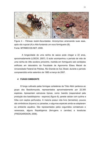 11
Figura 4 – Fêmeas recém-fecundadas: Acromyrmex arrancando suas asas,
após vôo nupcial (A) e Atta fundando um novo formigueiro (B).
Fonte: MYRMECOS.NET, 2008.
A longevidade de uma rainha de saúva pode chegar a 22 anos,
aproximadamente (LOECK, 2007). O autor acompanhou o período de vida de
uma rainha de Atta sexdens piriventris, mantida em formigueiro sob condições
artificiais em laboratório da Faculdade de Agronomia Eliseu Maciel da
Universidade Federal de Pelotas, Rio Grande do Sul, Brasil, durante o período
compreendido entre setembro de 1985 a março de 2007.
4 FUNGO SIMBIONTE
O fungo cultivado pelas formigas cortadeiras da Tribo Attini pertence ao
grupo dos Basidiomycota, representados aproximadamente por 22.300
espécies. Apresentam estruturas típicas, como: basídio (responsável pela
produção dos basidiósporos - esporos) (figura 6), parede celular com quitina e
hifas com septos perfurados. A maioria possui vida livre (terrestres), poucos
são simbióticos (líquens) ou parasitas, e algumas espécies ainda se adaptaram
ao ambiente aquático. São representados pelos cogumelos comestíveis e
venenosos, alguns fitopatógenos (ferrugens e carvões) e leveduras
(FREDGARDSON, 2008).
 
