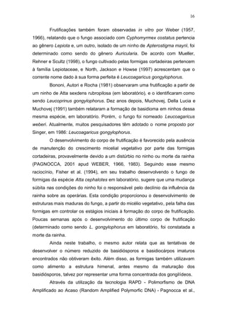 16
Frutificações também foram observadas in vitro por Weber (1957,
1966), relatando que o fungo associado com Cyphomyrmex costatus pertencia
ao gênero Lepiota e, um outro, isolado de um ninho de Apterostigma mayrii, foi
determinado como sendo do gênero Auricularia. De acordo com Mueller,
Rehner e Scultz (1998), o fungo cultivado pelas formigas cortadeiras pertencem
à família Lepiotaceae, e North, Jackson e Howse (1997) acrescentam que o
corrente nome dado à sua forma perfeita é Leucoagaricus gongylophorus.
Bononi, Autori e Rocha (1981) observaram uma frutificação a partir de
um ninho de Atta sexdens rubropilosa (em laboratório), e o identificaram como
sendo Leucoprinus gongylophorus. Dez anos depois, Muchovej, Della Lucia e
Muchovej (1991) também relataram a formação de basidioma em ninhos dessa
mesma espécie, em laboratório. Porém, o fungo foi nomeado Leucoagaricus
weberi. Atualmente, muitos pesquisadores têm adotado o nome proposto por
Singer, em 1986: Leucoagaricus gongylophorus.
O desenvolvimento do corpo de frutificação é favorecido pela ausência
de manutenção do crescimento micelial vegetativo por parte das formigas
cortadeiras, provavelmente devido a um distúrbio no ninho ou morte da rainha
(PAGNOCCA, 2001 apud WEBER, 1966, 1983). Seguindo esse mesmo
raciocínio, Fisher et al. (1994), em seu trabalho desenvolvendo o fungo de
formigas da espécie Atta cephalotes em laboratório, sugere que uma mudança
súbita nas condições do ninho foi o responsável pelo declínio da influência da
rainha sobre as operárias. Esta condição proporcionou o desenvolvimento de
estruturas mais maduras do fungo, a partir do micélio vegetativo, pela falha das
formigas em controlar os estágios iniciais à formação do corpo de frutificação.
Poucas semanas após o desenvolvimento do último corpo de frutificação
(determinado como sendo L. gongylophorus em laboratório, foi constatada a
morte da rainha.
Ainda neste trabalho, o mesmo autor relata que as tentativas de
desenvolver o número reduzido de basidiósporos e basidiocárpos imaturos
encontrados não obtiveram êxito. Além disso, as formigas também utilizavam
como alimento a estrutura himenal, antes mesmo da maturação dos
basidiósporos, talvez por representar uma forma concentrada dos gongilídeos.
Através da utilização da tecnologia RAPD - Polimorfismo de DNA
Amplificado ao Acaso (Random Amplified Polymorfic DNA) - Pagnocca et al.,
 