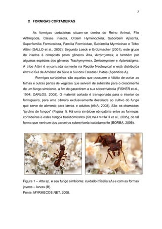 3
2 FORMIGAS CORTADEIRAS
As formigas cortadeiras situam-se dentro do Reino Animal, Filo
Arthropoda, Classe Insecta, Ordem Hymenoptera, Subordem Apocrita,
Superfamília Formicoidea, Família Formicidae, Subfamília Myrmicinae e Tribo
Attini (GALLO et al., 2002). Segundo Loeck e Grützmacher (2001), este grupo
de insetos é composto pelos gêneros Atta, Acromyrmex, e também por
algumas espécies dos gêneros Trachymyrmex, Sericomyrmex e Apterostigma.
A tribo Attini é encontrada somente na Região Neotropical e está distribuída
entre o Sul da América do Sul e o Sul dos Estados Unidos (Apêndice A).
Formigas cortadeiras são aquelas que possuem o hábito de cortar as
folhas e outras partes de vegetais que servem de substrato para o crescimento
de um fungo simbionte, a fim de garantirem a sua sobrevivência (FISHER et al.,
1994; CARLOS, 2008). O material cortado é transportado para o interior do
formigueiro, para uma câmara exclusivamente destinada ao cultivo do fungo
que serve de alimento para larvas e adultos (ANA, 2008). São os chamados
“jardins de fungos” (Figura 1). Há uma simbiose obrigatória entre as formigas
cortadeiras e estes fungos basidiomicetos (SILVA-PINHATI et al., 2005), de tal
forma que nenhum dos parceiros sobreviveria isoladamente (BORBA, 2006).
Figura 1 – Atta sp. e seu fungo simbionte: cuidado micelial (A) e com as formas
jovens – larvas (B).
Fonte: MYRMECOS.NET, 2008.
 