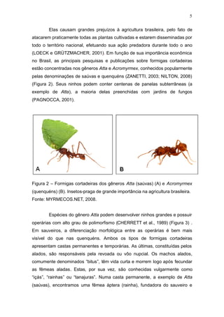 5
Elas causam grandes prejuízos à agricultura brasileira, pelo fato de
atacarem praticamente todas as plantas cultivadas e estarem disseminadas por
todo o território nacional, efetuando sua ação predadora durante todo o ano
(LOECK e GRÜTZMACHER, 2001). Em função de sua importância econômica
no Brasil, as principais pesquisas e publicações sobre formigas cortadeiras
estão concentradas nos gêneros Atta e Acromyrmex, conhecidos popularmente
pelas denominações de saúvas e quenquéns (ZANETTI, 2003; NILTON, 2008)
(Figura 2). Seus ninhos podem conter centenas de panelas subterrâneas (a
exemplo de Atta), a maioria delas preenchidas com jardins de fungos
(PAGNOCCA, 2001).
Figura 2 – Formigas cortadeiras dos gêneros Atta (saúvas) (A) e Acromyrmex
(quenquéns) (B). Insetos-praga de grande importância na agricultura brasileira.
Fonte: MYRMECOS.NET, 2008.
Espécies do gênero Atta podem desenvolver ninhos grandes e possuir
operárias com alto grau de polimorfismo (CHERRETT et al., 1989) (Figura 3) .
Em sauveiros, a diferenciação morfológica entre as operárias é bem mais
visível do que nas quenquéns. Ambos os tipos de formigas cortadeiras
apresentam castas permanentes e temporárias. As últimas, constituídas pelos
alados, são responsáveis pela revoada ou vôo nupcial. Os machos alados,
comumente denominados “bitus”, têm vida curta e morrem logo após fecundar
as fêmeas aladas. Estas, por sua vez, são conhecidas vulgarmente como
“içás”, “rainhas” ou “tanajuras”. Numa casta permanente, a exemplo de Atta
(saúvas), encontramos uma fêmea áptera (rainha), fundadora do sauveiro e
 