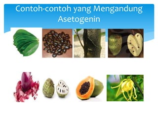 Contoh-contoh yang Mengandung
Asetogenin
 