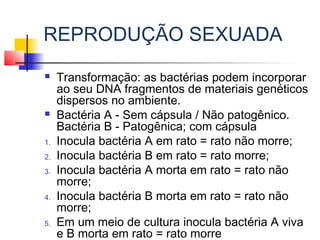 REPRODUÇÃO SEXUADA
 Transformação: as bactérias podem incorporar
ao seu DNA fragmentos de materiais genéticos
dispersos no ambiente.
 Bactéria A - Sem cápsula / Não patogênico.
Bactéria B - Patogênica; com cápsula
1. Inocula bactéria A em rato = rato não morre;
2. Inocula bactéria B em rato = rato morre;
3. Inocula bactéria A morta em rato = rato não
morre;
4. Inocula bactéria B morta em rato = rato não
morre;
5. Em um meio de cultura inocula bactéria A viva
e B morta em rato = rato morre 
 
