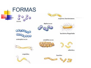 FORMAS
 