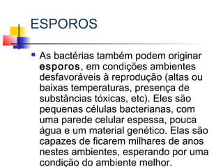ESPOROS
 As bactérias também podem originar
esporos, em condições ambientes
desfavoráveis à reprodução (altas ou
baixas temperaturas, presença de
substâncias tóxicas, etc). Eles são
pequenas células bacterianas, com
uma parede celular espessa, pouca
água e um material genético. Elas são
capazes de ficarem milhares de anos
nestes ambientes, esperando por uma
condição do ambiente melhor.
 