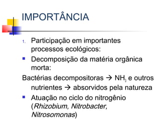 IMPORTÂNCIA
1. Participação em importantes
processos ecológicos:
 Decomposição da matéria orgânica
morta:
Bactérias decompositoras  NH3 e outros
nutrientes  absorvidos pela natureza
 Atuação no ciclo do nitrogênio
(Rhizobium, Nitrobacter,
Nitrosomonas)
 