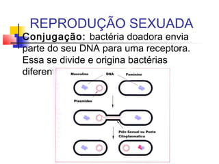 REPRODUÇÃO SEXUADA
 Conjugação: bactéria doadora envia
parte do seu DNA para uma receptora.
Essa se divide e origina bactérias
diferentes.
 