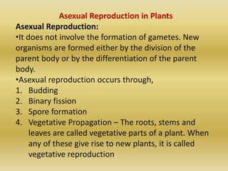 Asexual Reproduction in Plants
Asexual Reproduction:
•It does not involve the formation of gametes. New
organisms are formed either by the division of the
parent body or by the differentiation of the parent
body.
•Asexual reproduction occurs through,
1. Budding
2. Binary fission
3. Spore formation
4. Vegetative Propagation – The roots, stems and
leaves are called vegetative parts of a plant. When
any of these give rise to new plants, it is called
vegetative reproduction.
 