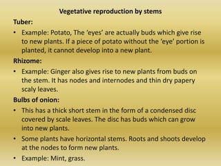 Vegetative reproduction by stems
Tuber:
• Example: Potato, The ‘eyes’ are actually buds which give rise
to new plants. If a piece of potato without the ‘eye’ portion is
planted, it cannot develop into a new plant.
Rhizome:
• Example: Ginger also gives rise to new plants from buds on
the stem. It has nodes and internodes and thin dry papery
scaly leaves.
Bulbs of onion:
• This has a thick short stem in the form of a condensed disc
covered by scale leaves. The disc has buds which can grow
into new plants.
• Some plants have horizontal stems. Roots and shoots develop
at the nodes to form new plants.
• Example: Mint, grass.
 