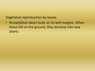 Vegetative reproduction by leaves
• Bryophyllum bears buds on its leaf margins. When
these fall on the ground, they develop into new
plants.
 
