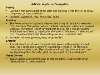 Artificial Vegetative Propagation
Cutting
• Cutting is removing a part of the stem and planting it into the soil to allow
the growth of roots and buds.
• Example: Sugarcane, rose, china rose, pears.
Layering:
• The lower branch of a plant is selected and a ring of the bark is removed
from the stem. The portion where the bark is removed is bent and covered
with soil. The branch is kept covered with the soil for a few days during
which new roots start to develop on the branch. The branch is then cut off
from the parent plant and allowed to grow as an individual plant.
• Example: Hibiscus, jasmine, rose, bougainvillea.
Grafting:
• A small branch is cut from the plant to be grown with a wedge-shaped
end. This is called scion. Now a V-shaped cut is made in the stem of a
rooted plant called stock. The scion is now fitted into the stock and they
are taped together. Soon the graft becomes part of the rooted plant.
Tissue Culture:
• Tissue culture is one of the ways of cloning plants. It works with small
pieces of plants, called explants.
 