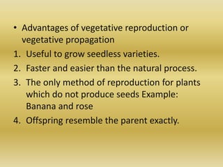 • Advantages of vegetative reproduction or
vegetative propagation
1. Useful to grow seedless varieties.
2. Faster and easier than the natural process.
3. The only method of reproduction for plants
which do not produce seeds Example:
Banana and rose
4. Offspring resemble the parent exactly.
 