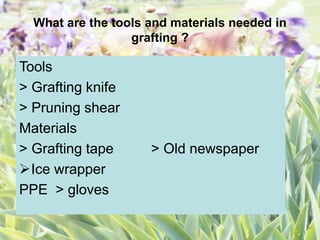What are the tools and materials needed in
grafting ?
Tools
> Grafting knife
> Pruning shear
Materials
> Grafting tape > Old newspaper
Ice wrapper
PPE > gloves
 
