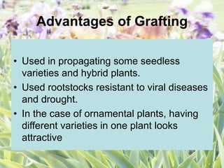 Advantages of Grafting
• Used in propagating some seedless
varieties and hybrid plants.
• Used rootstocks resistant to viral diseases
and drought.
• In the case of ornamental plants, having
different varieties in one plant looks
attractive
 
