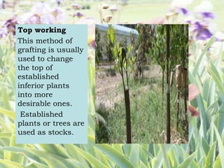 Top working
This method of
grafting is usually
used to change
the top of
established
inferior plants
into more
desirable ones.
Established
plants or trees are
used as stocks.
 