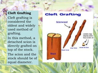 Cleft Grafting
Cleft grafting is
considered the
oldest and widely
used method of
grafting.
In this method, a
detached scion is
directly grafted on
top of the stock.
The scion and the
stock should be of
equal diameter.
 