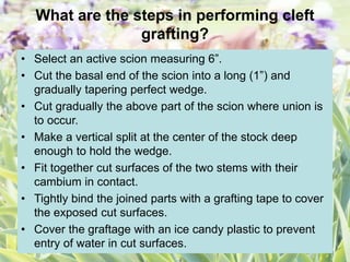 What are the steps in performing cleft
grafting?
• Select an active scion measuring 6”.
• Cut the basal end of the scion into a long (1”) and
gradually tapering perfect wedge.
• Cut gradually the above part of the scion where union is
to occur.
• Make a vertical split at the center of the stock deep
enough to hold the wedge.
• Fit together cut surfaces of the two stems with their
cambium in contact.
• Tightly bind the joined parts with a grafting tape to cover
the exposed cut surfaces.
• Cover the graftage with an ice candy plastic to prevent
entry of water in cut surfaces.
 