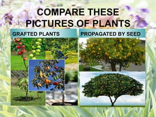 COMPARE THESE
PICTURES OF PLANTS
GRAFTED PLANTS PROPAGATED BY SEED
 