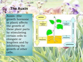 The Auxin
Auxin- (the
growth hormone
in plant) affects
the growth of
these plant parts
by stimulating
certain cells to
elongate or
lengthen and by
inhibiting the
growth of other
cells.
 