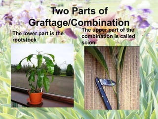 Two Parts of
Graftage/Combination
The lower part is the
rootstock
The upper part of the
combination is called
scion
 