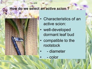 How do we select an active scion ?
• Characteristics of an
active scion:
• well-developed
dormant leaf bud
• compatible to the
rootstock
• - diameter
• - color
 