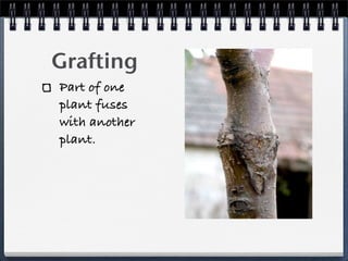 Asexual Reproduction