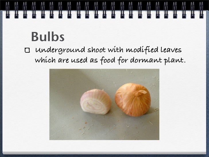 Asexual Reproduction