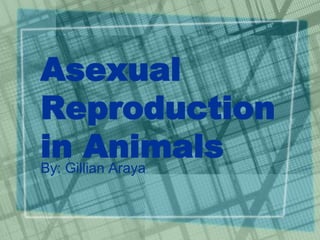 Asexual
Reproduction
in AnimalsBy: Gillian Araya
 