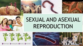 SEXUAL AND ASEXUAL
REPRODUCTION
 
