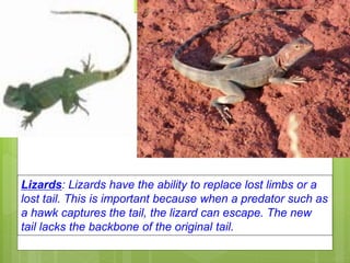 Asexual and Sexual Reproduction .ppt