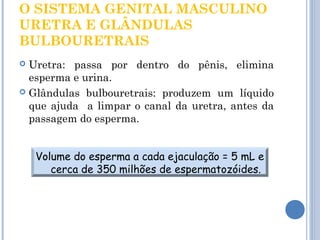 O SISTEMA GENITAL MASCULINO 
URETRA E GLÂNDULAS 
BULBOURETRAIS 
 Uretra: passa por dentro do pênis, elimina 
esperma e urina. 
 Glândulas bulbouretrais: produzem um líquido 
que ajuda a limpar o canal da uretra, antes da 
passagem do esperma. 
Volume do esperma a cada ejaculação = 5 mL e 
cerca de 350 milhões de espermatozóides. 
 