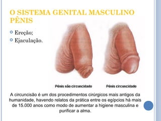 O SISTEMA GENITAL MASCULINO 
PÊNIS 
 Ereção; 
 Ejaculação. 
A circuncisão é um dos procedimentos cirúrgicos mais antigos da 
humanidade, havendo relatos da prática entre os egípcios há mais 
de 15.000 anos como modo de aumentar a higiene masculina e 
purificar a alma. 
 