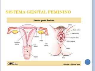 SISTEMA GENITAL FEMININO 
 