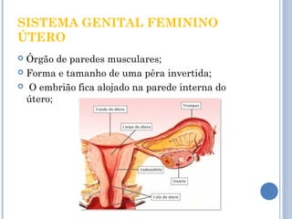 SISTEMA GENITAL FEMININO 
ÚTERO 
 Órgão de paredes musculares; 
 Forma e tamanho de uma pêra invertida; 
 O embrião fica alojado na parede interna do 
útero; 
 