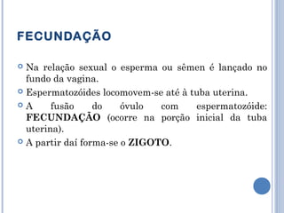 FECUNDAÇÃO 
 Na relação sexual o esperma ou sêmen é lançado no 
fundo da vagina. 
 Espermatozóides locomovem-se até à tuba uterina. 
 A fusão do óvulo com espermatozóide: 
FECUNDAÇÃO (ocorre na porção inicial da tuba 
uterina). 
 A partir daí forma-se o ZIGOTO. 
 