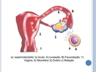 a) espermatozóide; b) óvulo; A) ovulação; B) Fecundação; 1) 
Vagina; 2) Miométrio 3) Ovário c) Nidação 
 