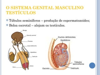 O SISTEMA GENITAL MASCULINO 
TESTÍCULOS 
 Túbulos seminíferos – produção de espermatozoides; 
 Bolsa escrotal – alojam os testículos. 
 