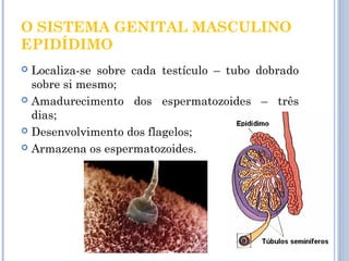 O SISTEMA GENITAL MASCULINO 
EPIDÍDIMO 
 Localiza-se sobre cada testículo – tubo dobrado 
sobre si mesmo; 
 Amadurecimento dos espermatozoides – três 
dias; 
 Desenvolvimento dos flagelos; 
 Armazena os espermatozoides. 
 